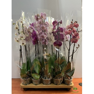 Phalaenopsis mix 12Ø 70 cm 2 Pędy