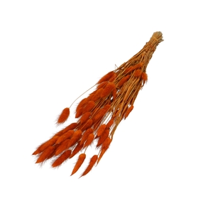 Droogbloem Lagurus 60cm 50g