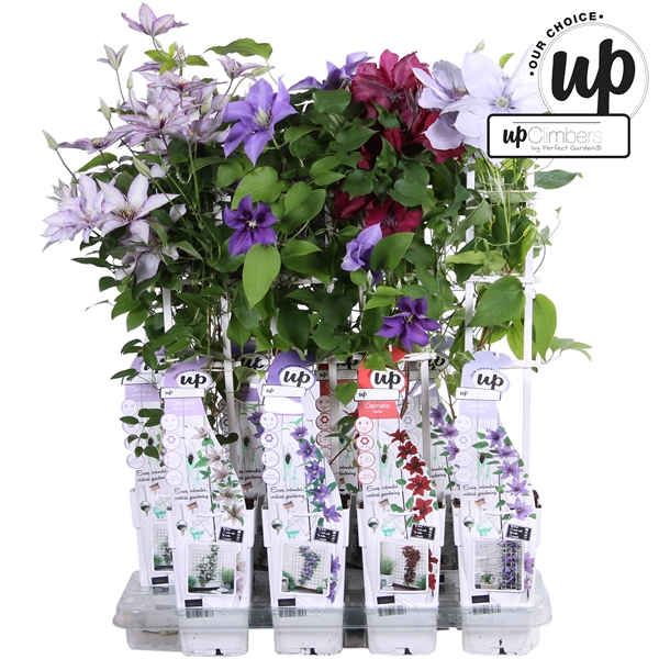 <h4>Clematis Evison Our Choice mix tray P15</h4>