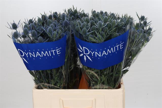 <h4>Eryngium blue dynamite</h4>