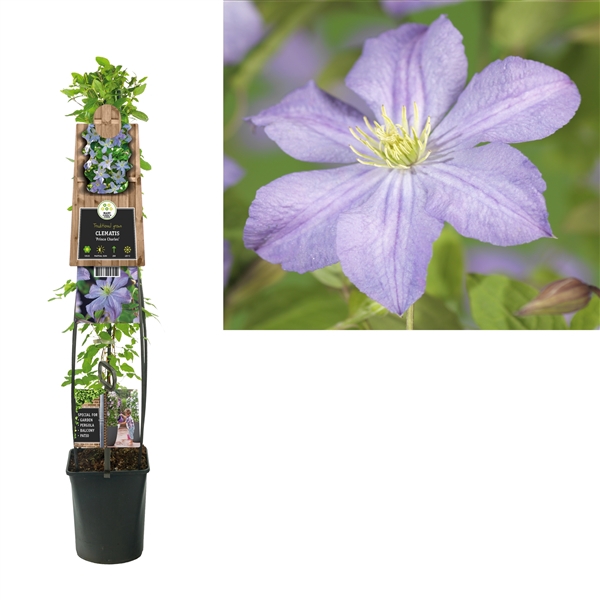 <h4>Clematis 'Prince Charles' +3.0 label</h4>