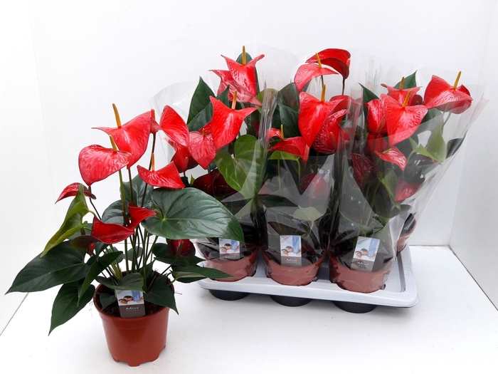 <h4>Anthurium Red Victory</h4>
