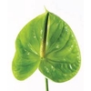 Anthurium Green Medium