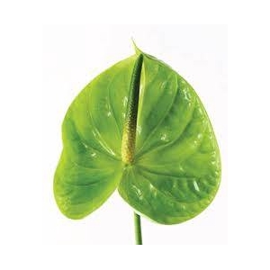 Anthurium Green Small