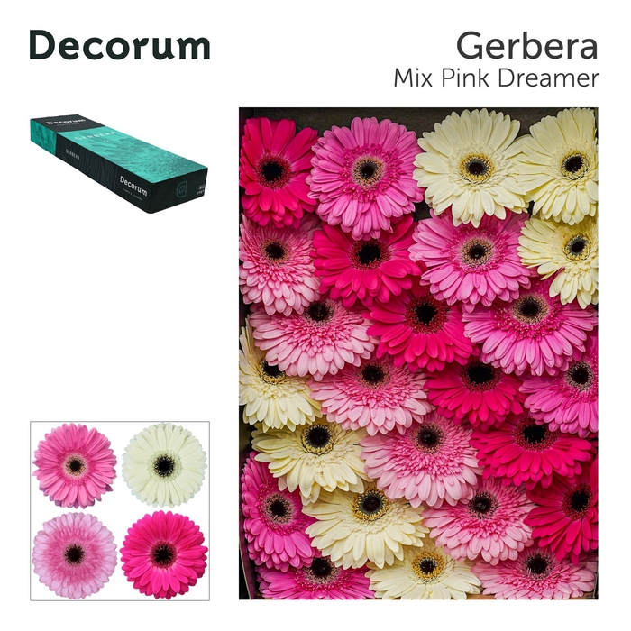 <h4>Gerbera Mix Pink Doos</h4>