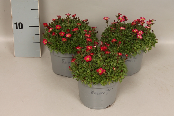 vaste planten 12 cm Saxifraga Red