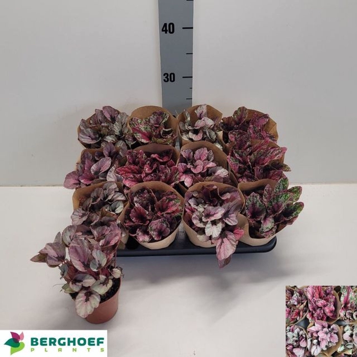 <h4>Begonia blad. Beleaf gemengd</h4>