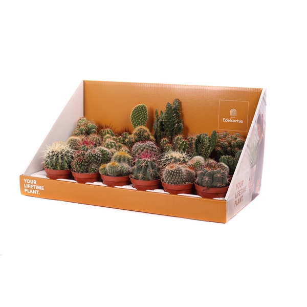 <h4>Cactus mix 8,5 cm in showdoos your lifetime plant</h4>