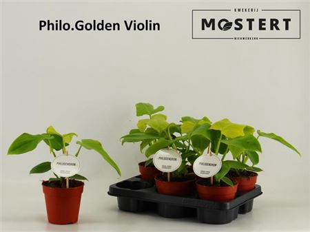 <h4>Phil Golden Violin</h4>
