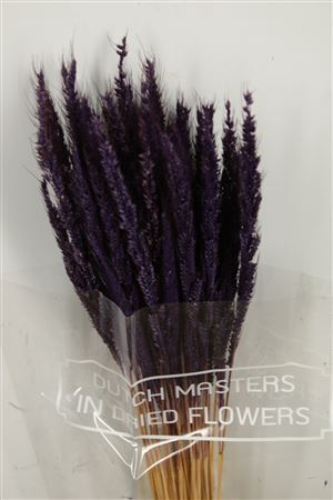 <h4>Dried Pinion Grass Purple Bunch</h4>