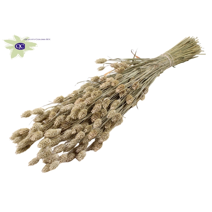 <h4>Phalaris per bunch Frosted White</h4>