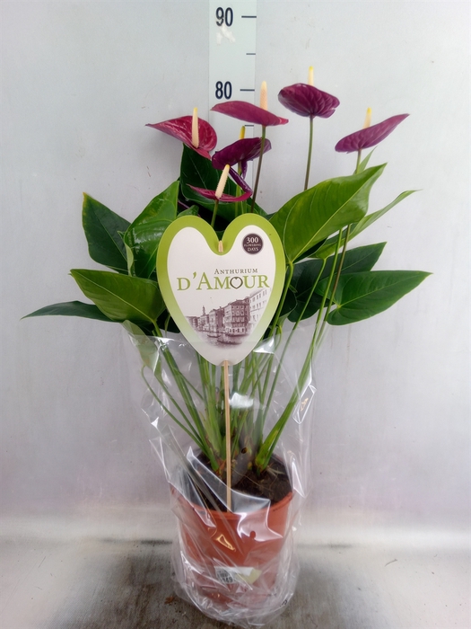 <h4>Anthurium andr. 'Violet Heart'</h4>