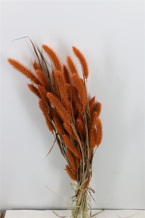<h4>Dried Setaria Frosted Orange Bunch</h4>