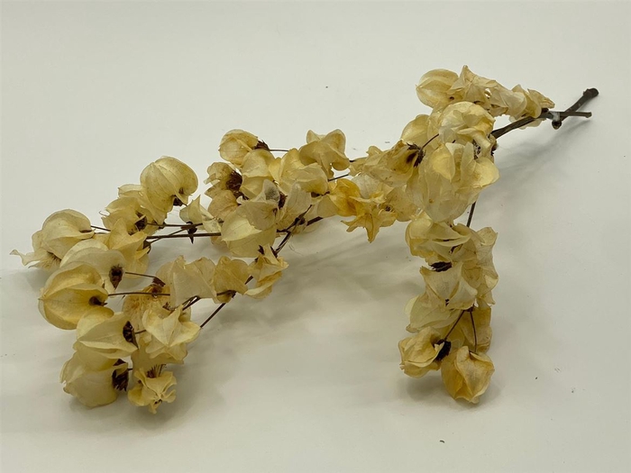 Dried Bougainvillea Big Bleached 50cm Extra