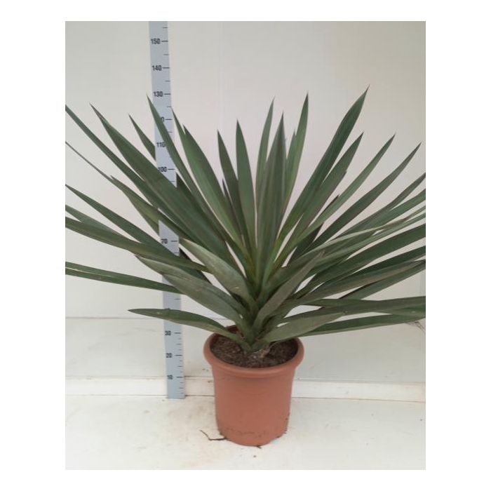 <h4>Yucca flaccida (Palmlelie) 40Ø 130cm 1Head</h4>