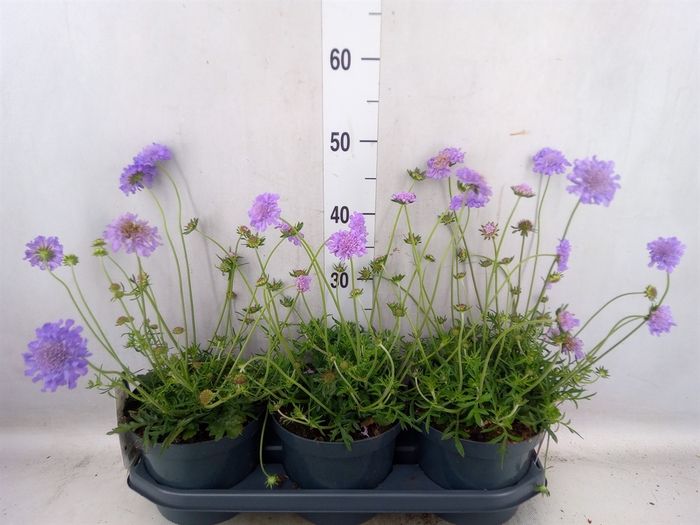 <h4>Scabiosa columb. 'Butterfly Blue'</h4>