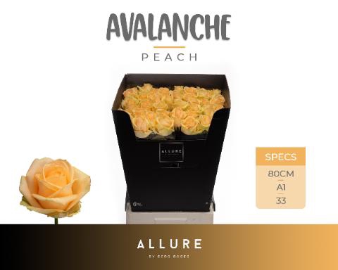 <h4>Rosa la peach avalanche+ Allure</h4>