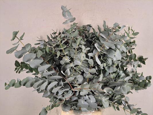 <h4>Eucalyptus Cinerea Bs 400g</h4>