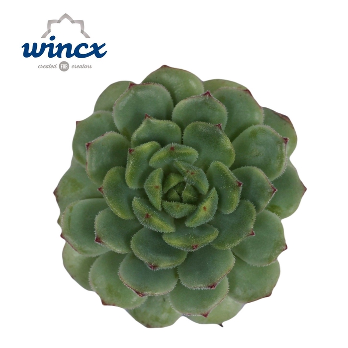 Echeveria Derenbergii Green Cutfl Wincx-5cm