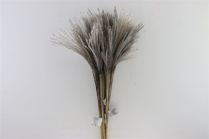 <h4>Dried Stipa Feather Grey Bunch Slv</h4>