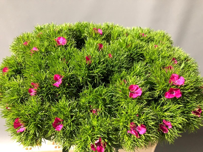 Dianthus Br Am Lord