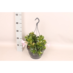 Sundaville hangpot Rose 23 cm