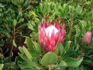 Protea Madiba
