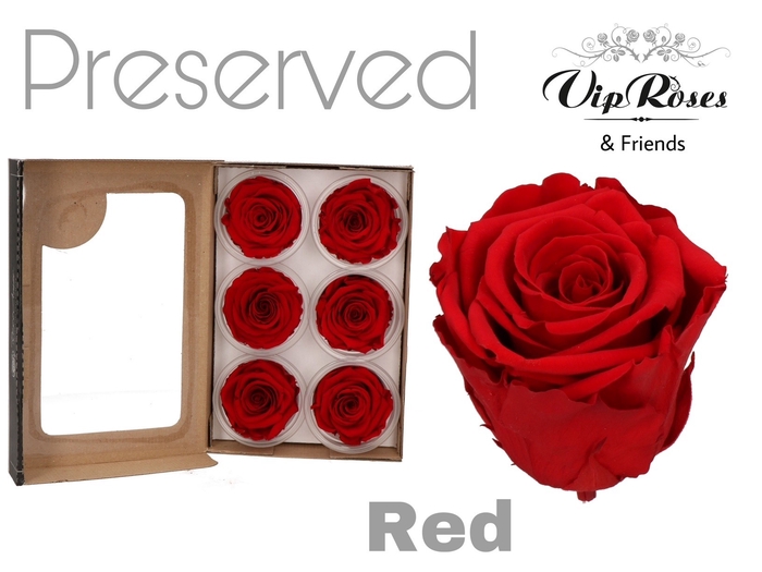 <h4>Preserved rosa red</h4>