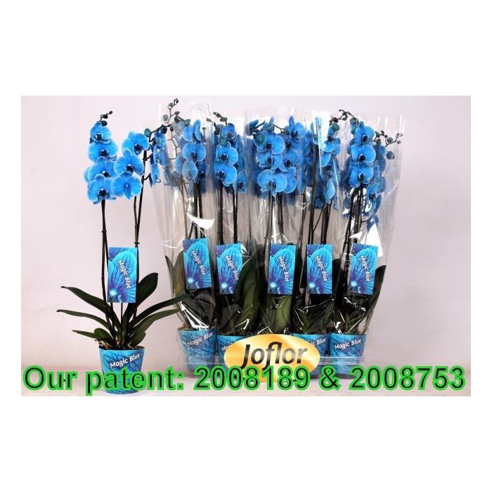<h4>Phalaenopsis Royal Blue 12Ø 70cm 2st 16fl</h4>