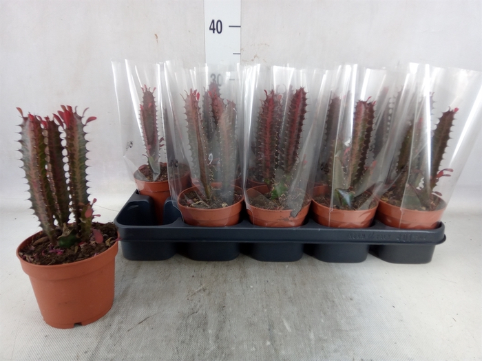 <h4>Euphorbia trigona 'Rubra'</h4>