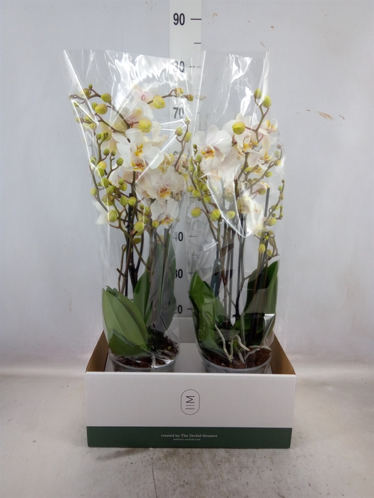 Phalaenopsis  'Marvellous White'