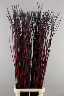 <h4>Cornus alba sibirica rood</h4>
