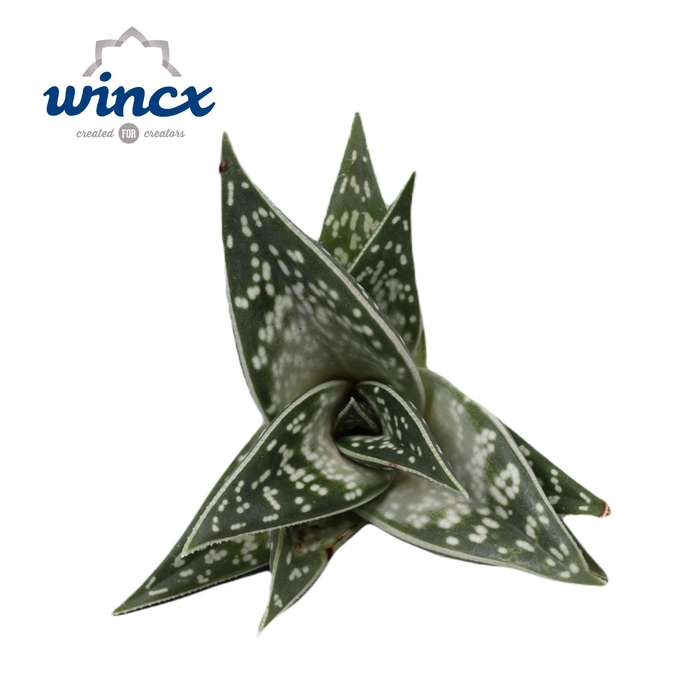 <h4>Aloe Variegata Cutflower Wincx-8cm</h4>