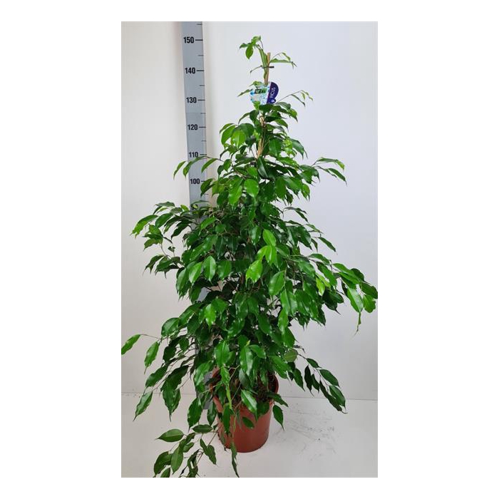 <h4>Ficus benjamina Exotica 27Ø 155cm 3pp</h4>