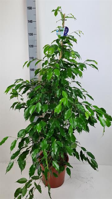 Ficus benjamina Exotica 27Ø 145cm 3pp