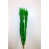 Dried Cortaderia Dadang Light Green 110cm