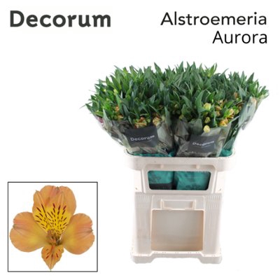 <h4>Alstroemeria aurora</h4>