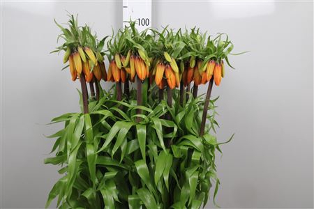 <h4>Fritillaria Orange Beauty</h4>