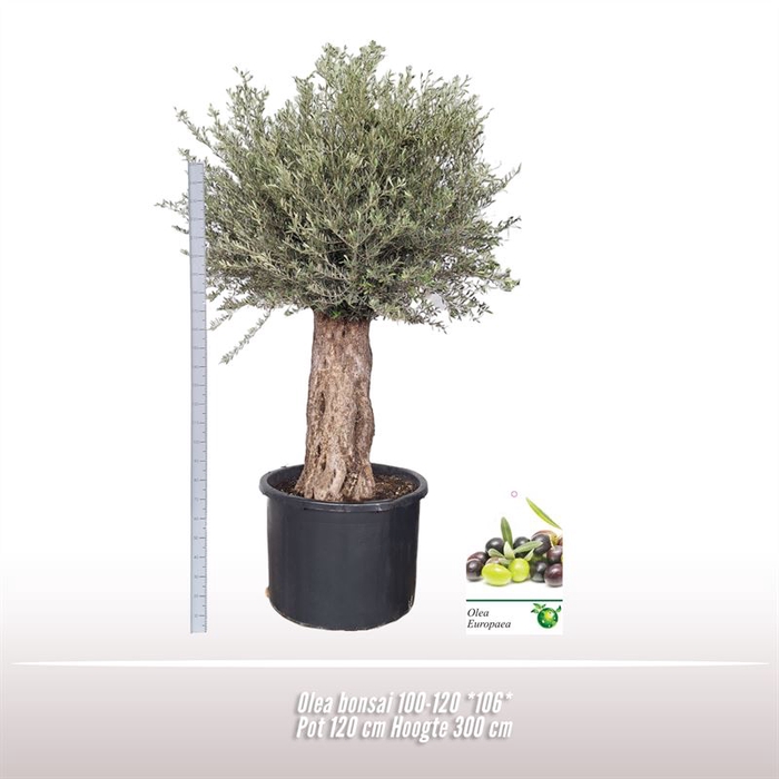 <h4>Olea bonsai 100-120 *106*</h4>