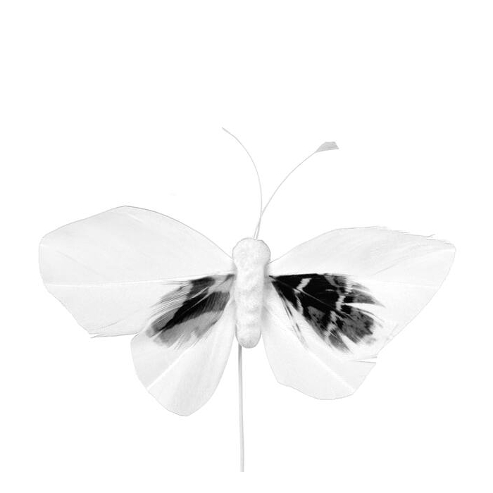 <h4>Bijsteker Butterfly 6x10cm+12cm Draad 48 Stuks Wit</h4>