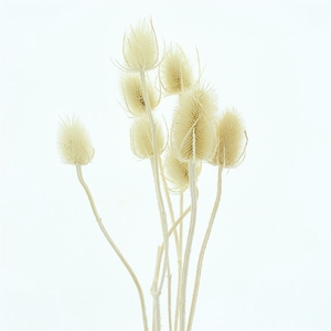 Dried Echinops Bleached White (10st)