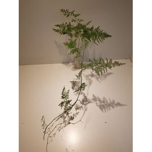Greens - Asparagus Plumosum