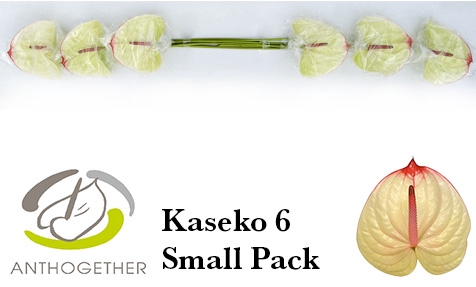 <h4>ANTH A KASEKO 6 Small Pack</h4>