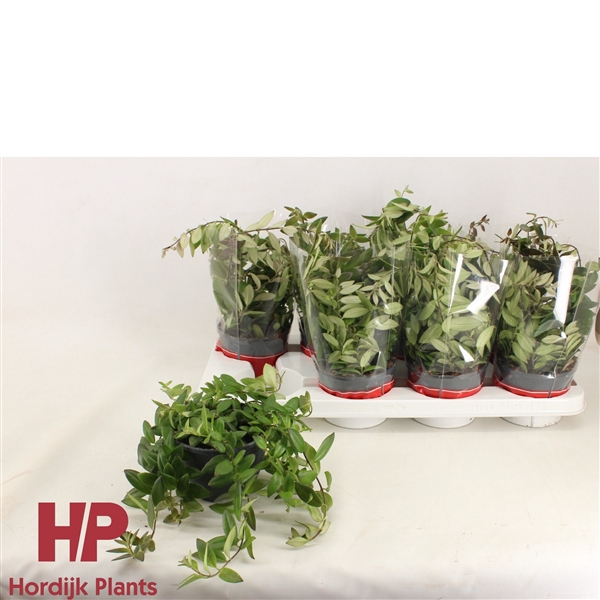<h4>12cm pot - Aeschynanthus Caro Imp Groen</h4>