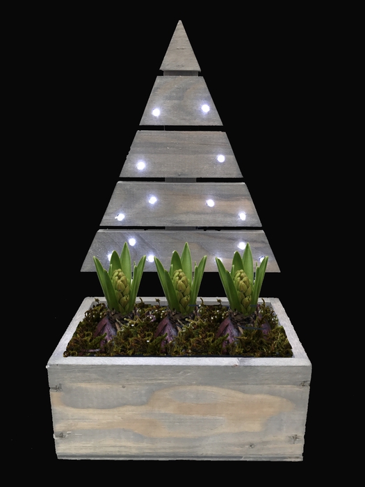 Arrangement Hyacint Kerstboom(1) met Led