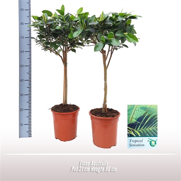 <h4>Ficus Australis</h4>
