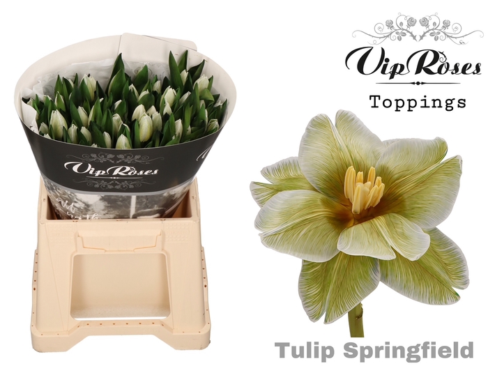 <h4>Tulipa si paint springfield</h4>