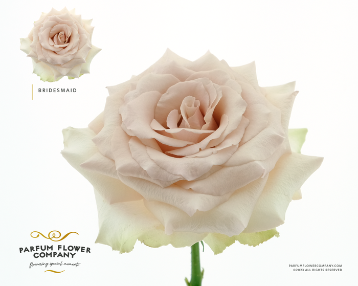 <h4>Rosa Premium Bridesmaid</h4>