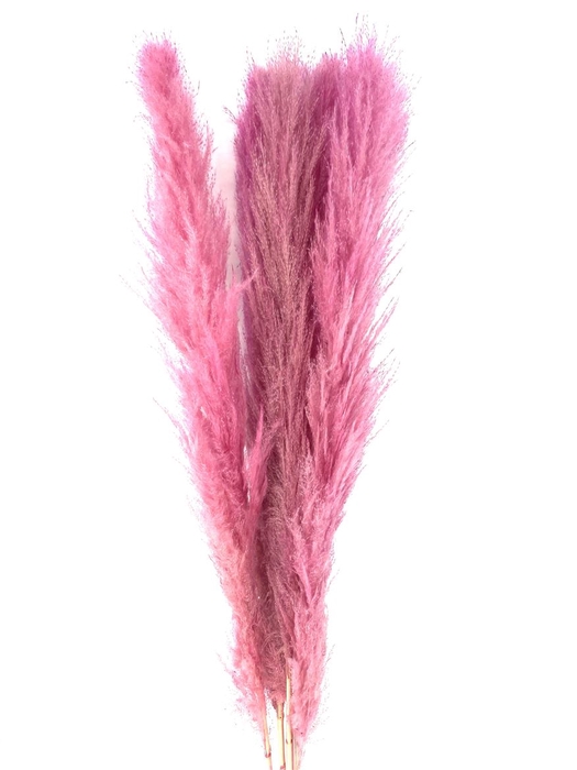 <h4>Dried Cortaderia Lao Grass Bleached L Pink P Stem</h4>