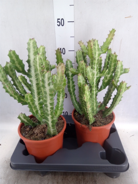 <h4>Euphorbia lactea</h4>
